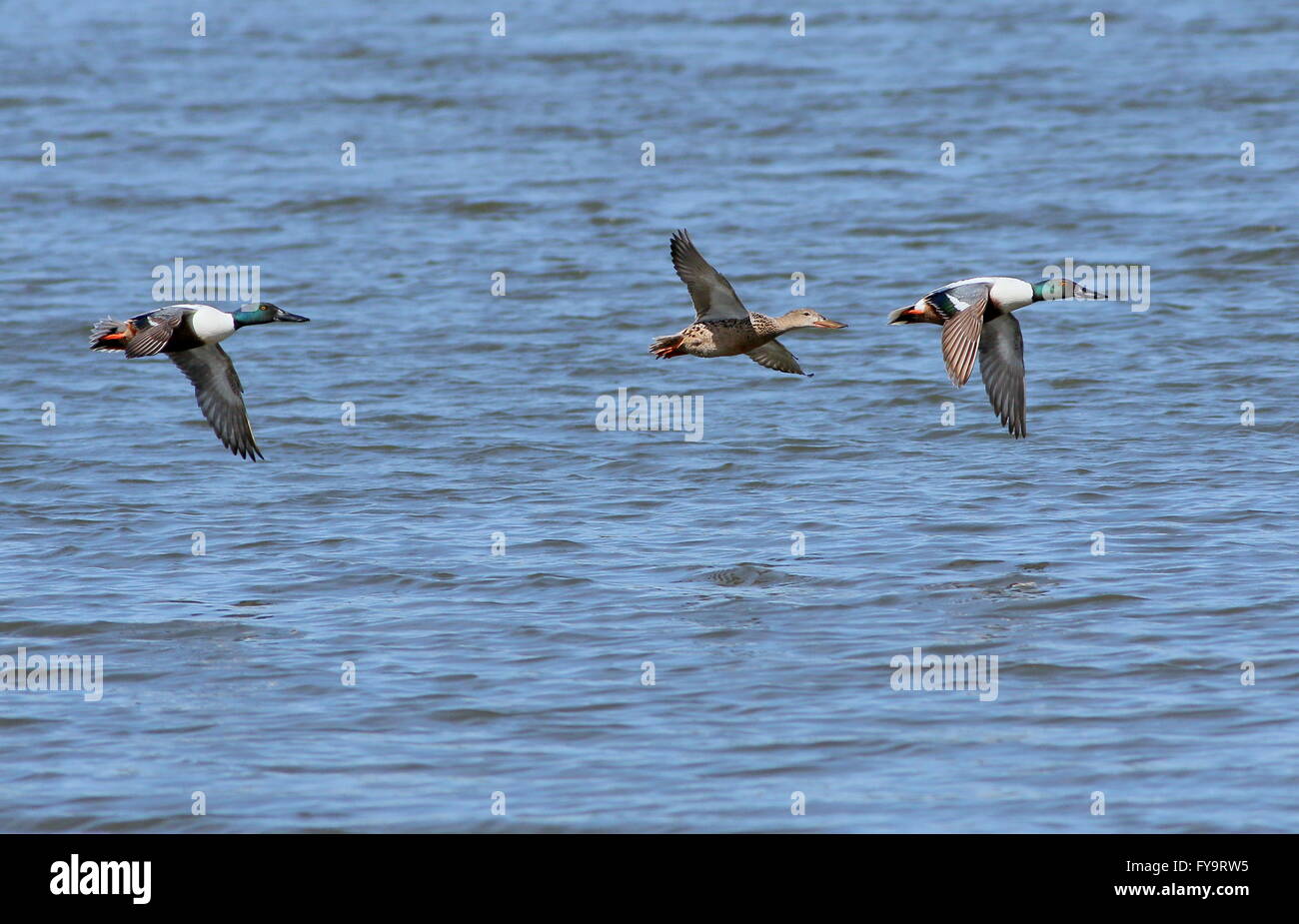 Zwei Rüden und eine weibliche Ente nördlichen Löffelente (Anas Clypeata) im Flug über einem See Stockfoto