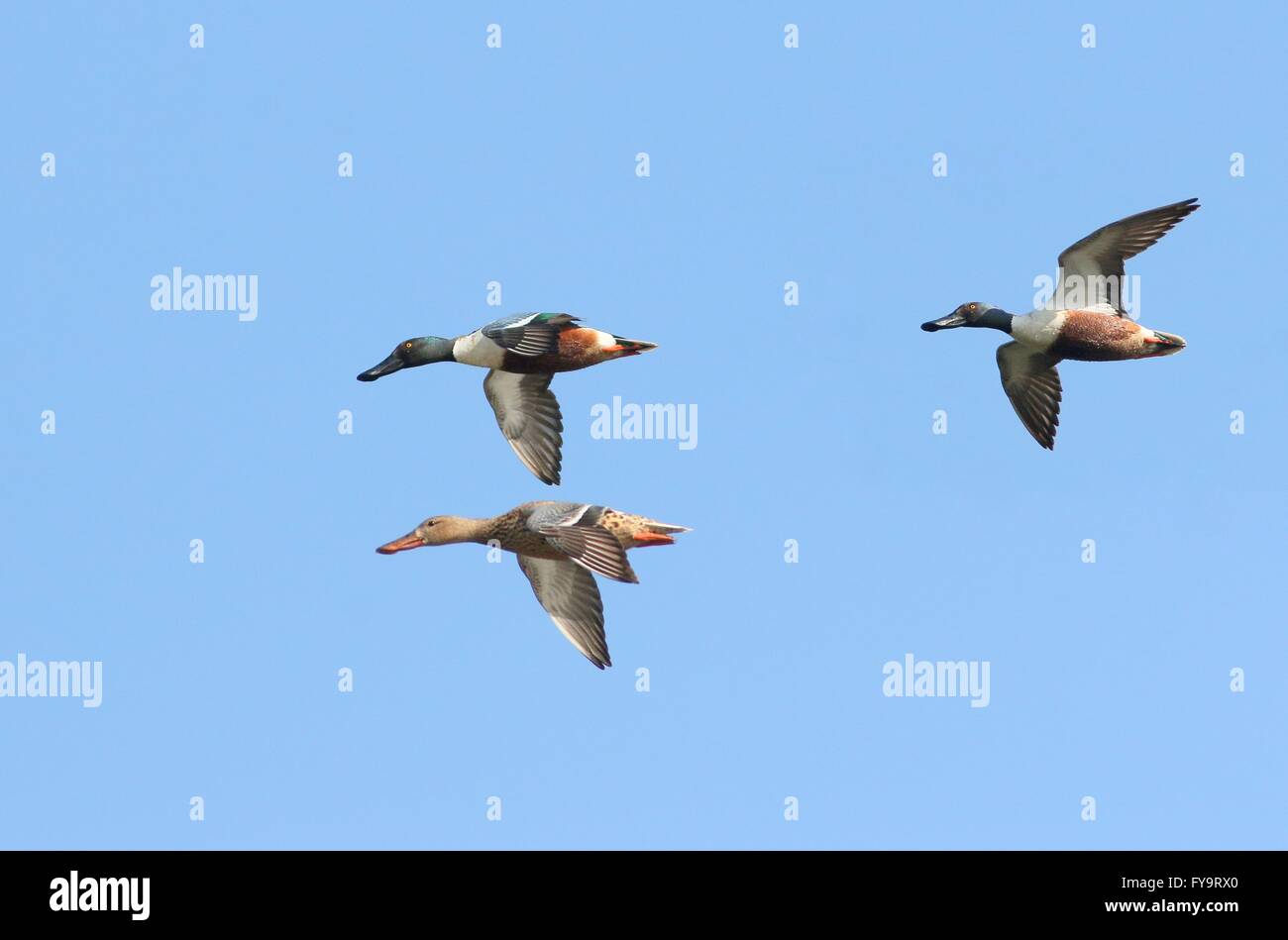 Zwei Rüden und eine weibliche Ente nördlichen Löffelente (Anas Clypeata) im Flug Stockfoto