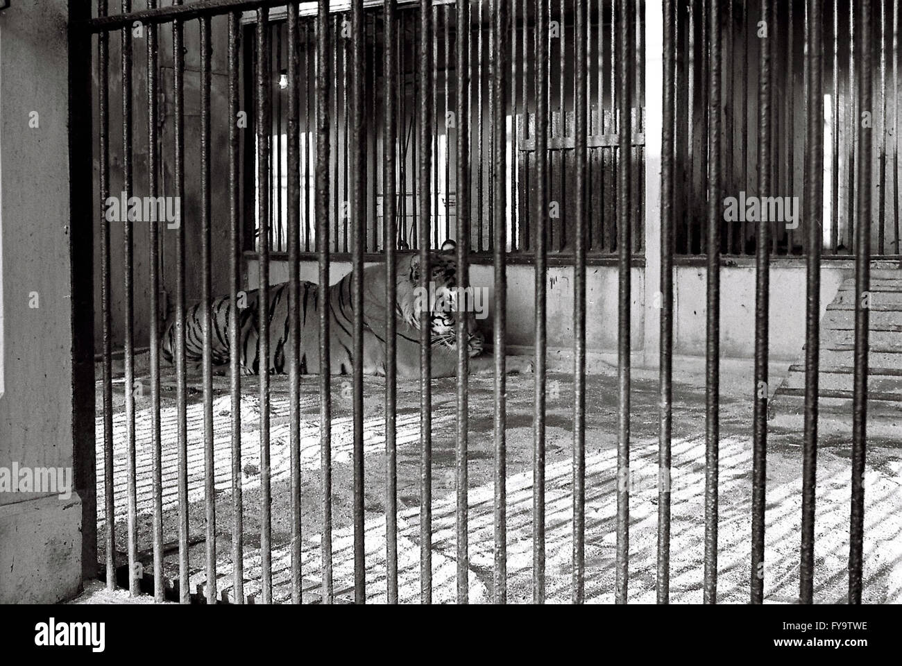 Tiger-Gehäuse Belle Vue Zoo Gorton Manchester Stockfoto