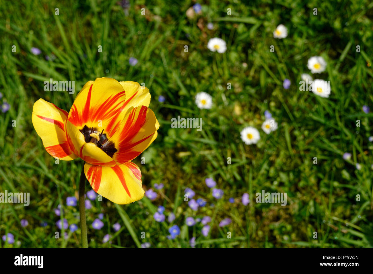 Garten Blume gelbe Tulpe rot Tulipa Stockfoto