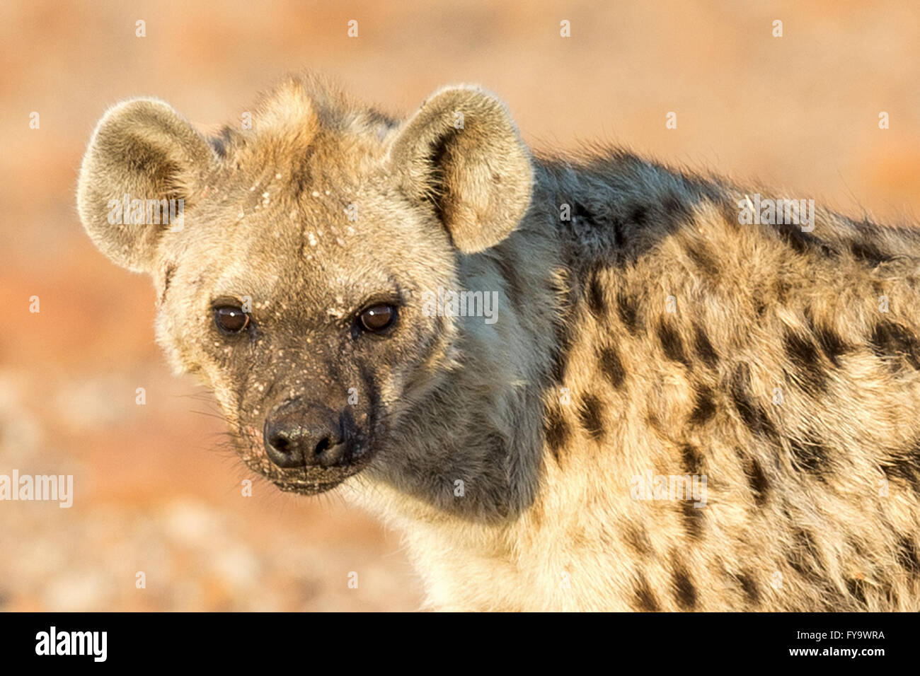 Gefleckte Hyena aka lachende Hyäne, mit warzigen Hautläsionen, möglicherweise Papillomavirus, Damaraland, Namibia Stockfoto