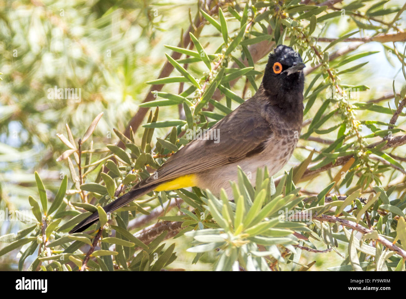 Afrikanischer Rotäugiger Bulbul, auch bekannt als Schwarzstirnbul, Pycnonotus nigricans, Damaraland, Namibia Stockfoto