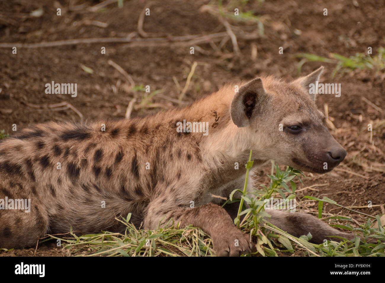 Gefleckte Hyäne Cub Warnung Aktivität in der Nähe Stockfoto