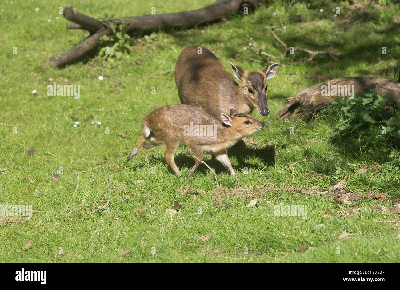 Mutter und Baby deer muntjac auch genannt bellende Rehe zusammen Stockfoto