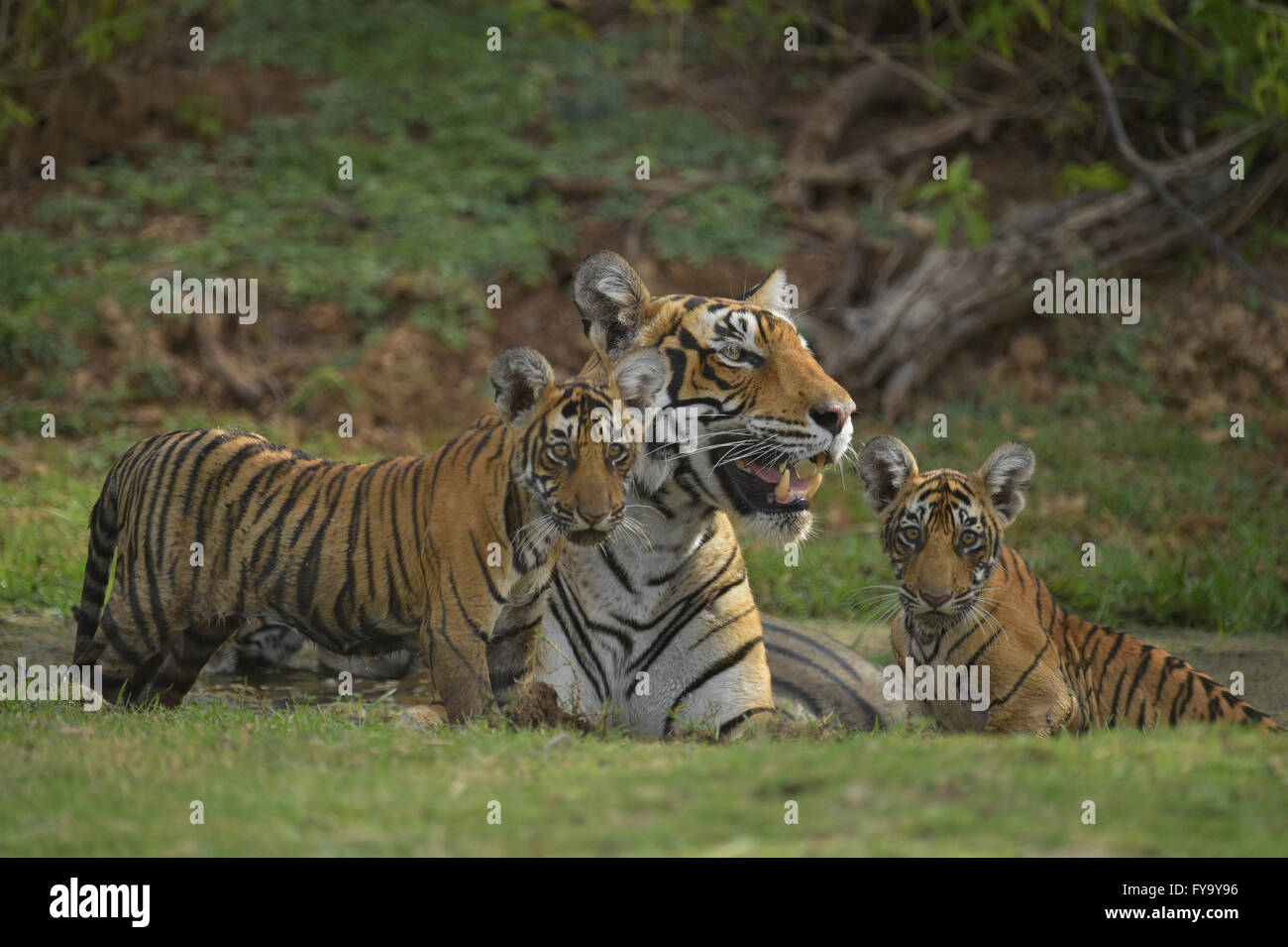 Bengal Tiger (Panthera Tigris Tigris), Weibchen mit jungen an einer Wasserstelle, Ranthambore Nationalpark, Rajasthan, Indien Stockfoto