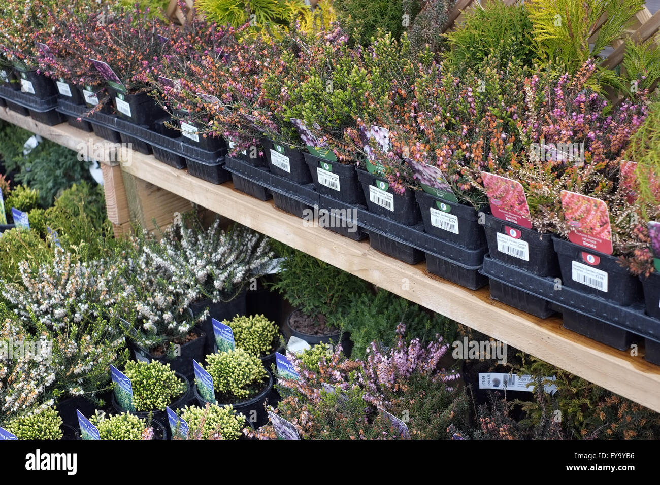 Schalen mit alpinen Pflanzen. Gartencenter Warwickshire, England UK Stockfoto
