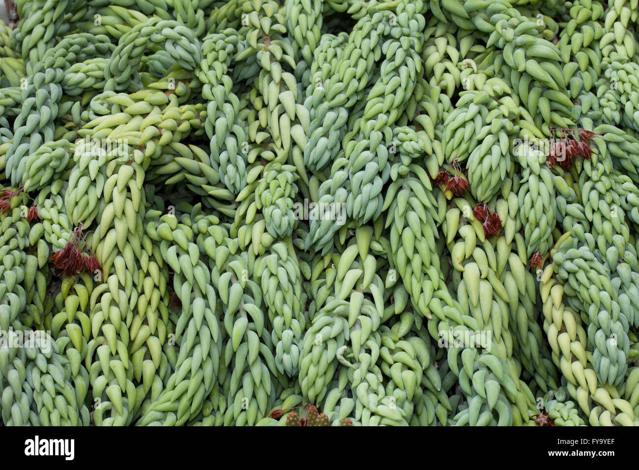 Burro's Tail oder Esel Tail (Sedum Morganianum), ursprünglich aus Mexiko Stockfoto