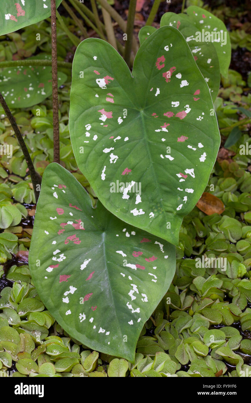 Elefanten-Ohr (Caladium bicolor), ursprnglich aus dem Amazonasgebiet  Stockfotografie - Alamy