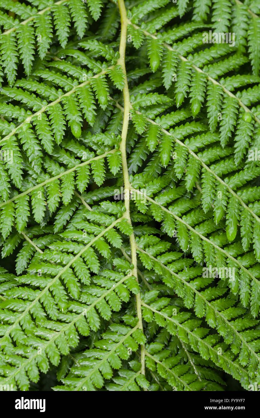 Goldener Baumfarn (Dicksonia Fibrosa), ursprünglich aus Neuseeland Stockfoto