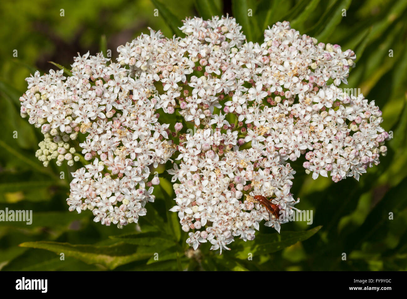 Zwerg-Holunder (Sambucus Ebulus) Stockfoto