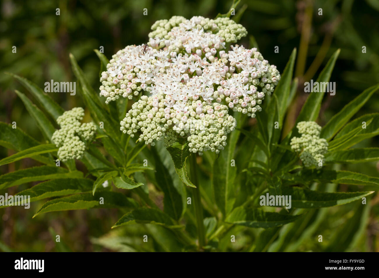 Zwerg-Holunder (Sambucus Ebulus) Stockfoto