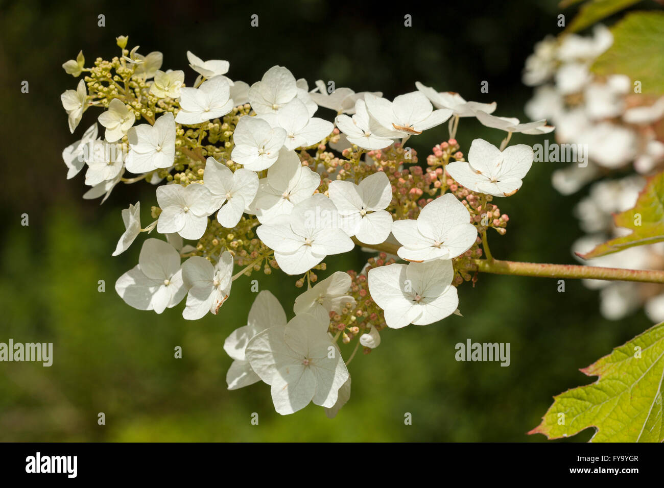 Oakleaf Hortensie (Hydrangea Quercifolia) Stockfoto
