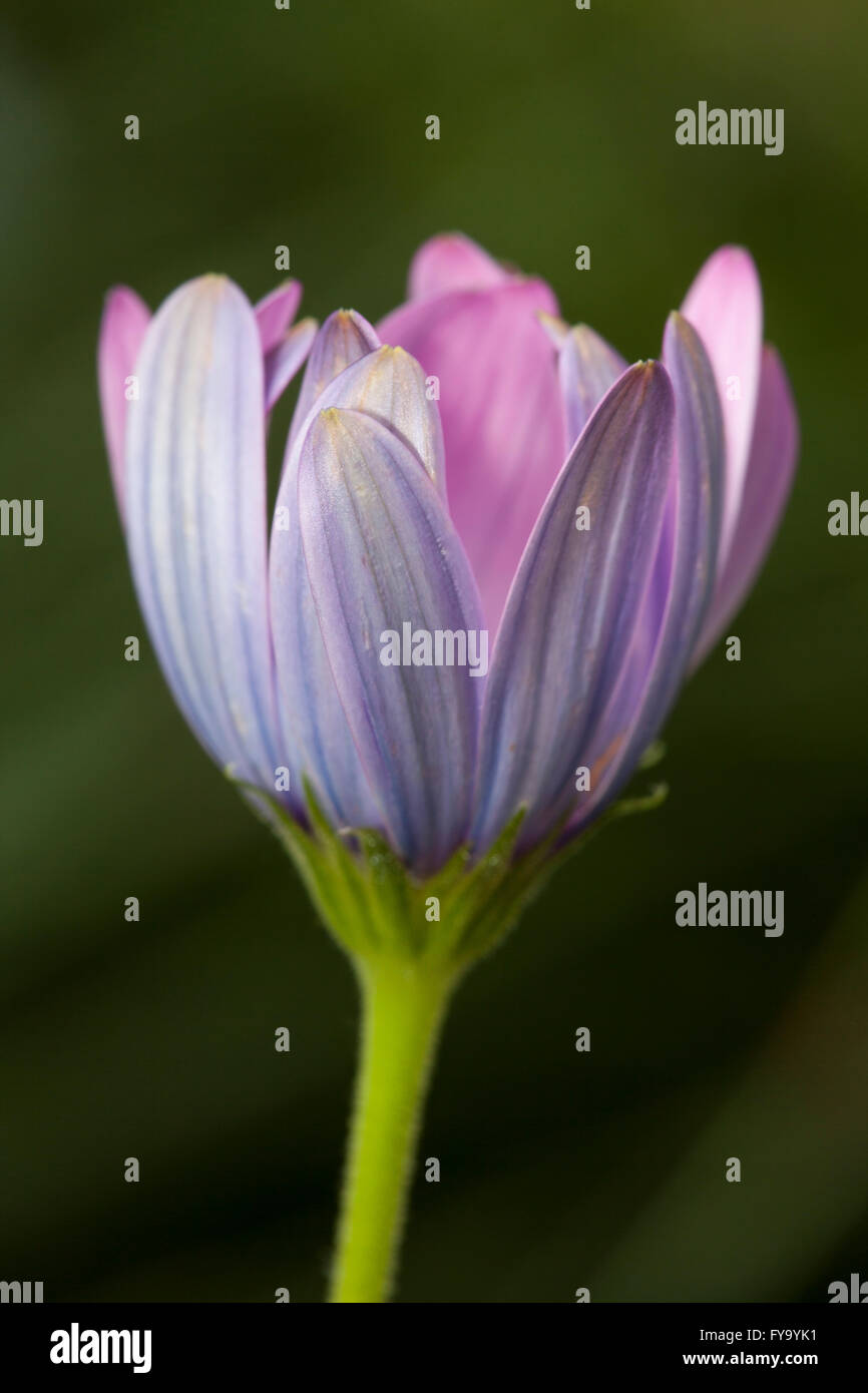 Cape Marguerite (Osteospermum Ecklonis), ursprünglich aus Südafrika Stockfoto