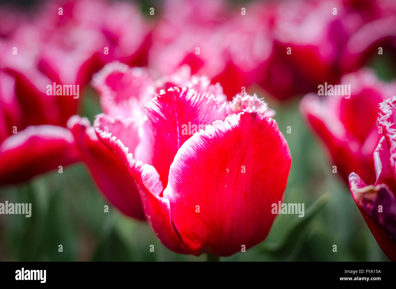 Tulpe Blumen im Frühjahr. Strauß Tulpen. Bunte Blumen mit selektiven Fokus bei Tulip Symphony in Pitesti, Rumänien Stockfoto