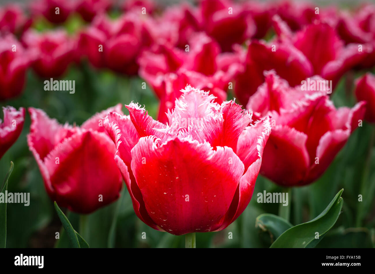 Tulpe Blumen im Frühjahr. Strauß Tulpen. Bunte Blumen mit selektiven Fokus bei Tulip Symphony in Pitesti, Rumänien Stockfoto