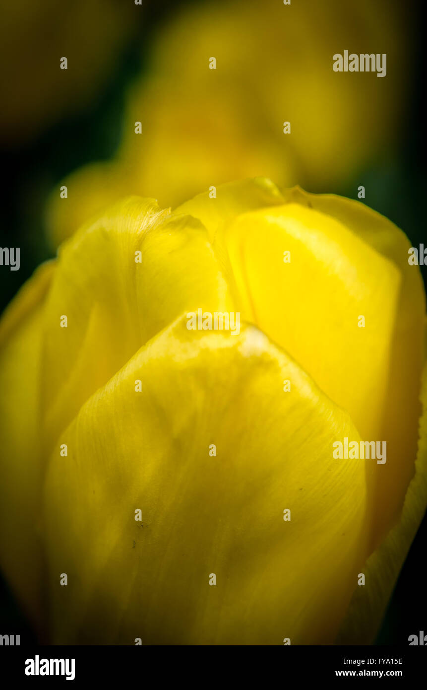 Tulpe Blumen im Frühjahr. Strauß Tulpen. Bunte Blumen mit selektiven Fokus bei Tulip Symphony in Pitesti, Rumänien Stockfoto