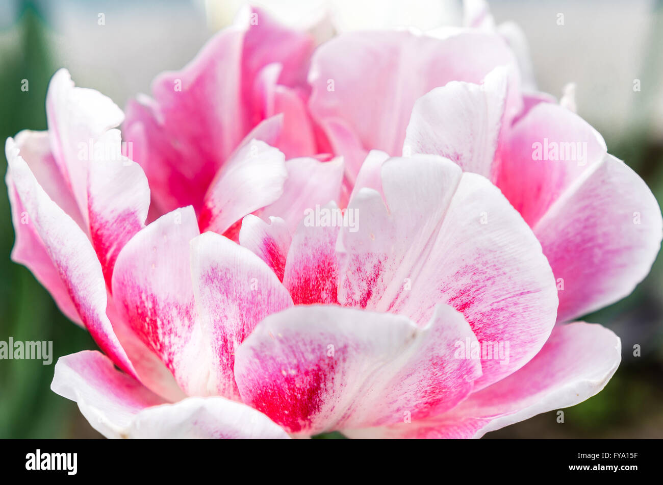 Tulpe Blumen im Frühjahr. Strauß Tulpen. Bunte Blumen mit selektiven Fokus bei Tulip Symphony in Pitesti, Rumänien Stockfoto