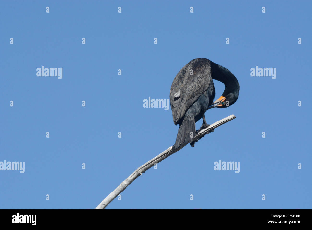 Doppelte crested Kormoran Federn während auf Toten Ast gegen blauen Himmel thront putzen Stockfoto