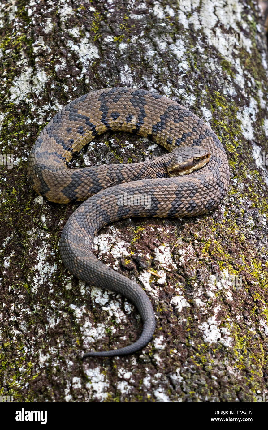 Eine Cottonmouth Schlange im Francis Beidler Forest Audubon Wildlife Sanctuary in vier Löcher Sumpf in der Nähe von Harleyville, South Carolina. Stockfoto