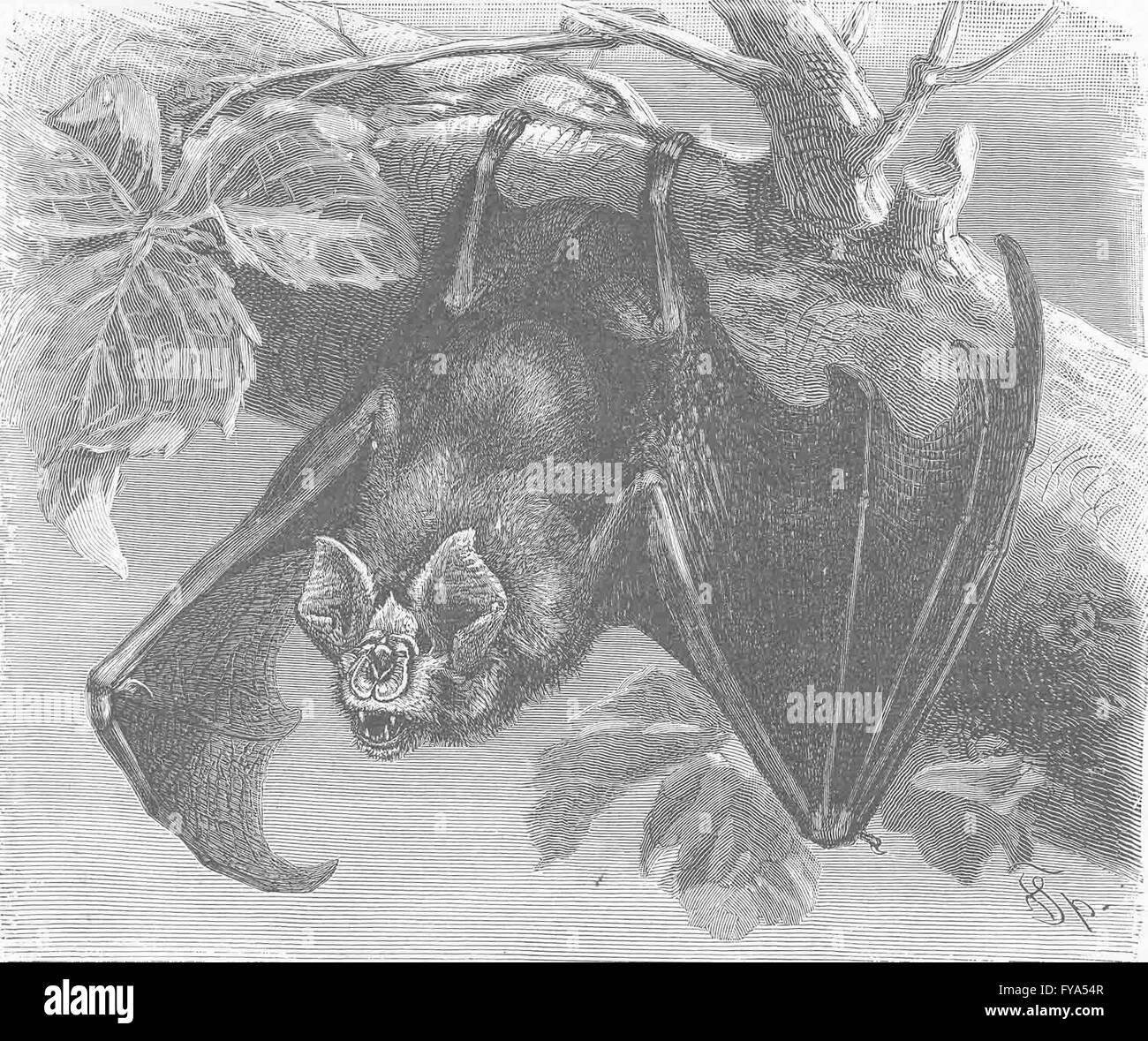BATS: Die größere Hufeisennase, antiken Druck 1893 Stockfoto