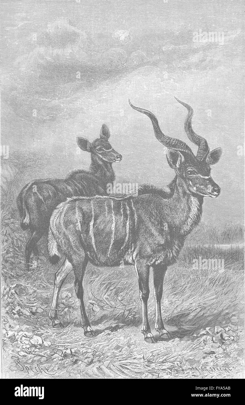 Antilopen: Männliche und weibliche Kudu, antiken Drucken 1894 Stockfoto