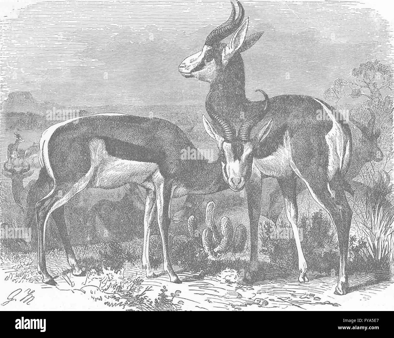 HUFTIERE: Springbock, antiken Drucken 1894 Stockfoto