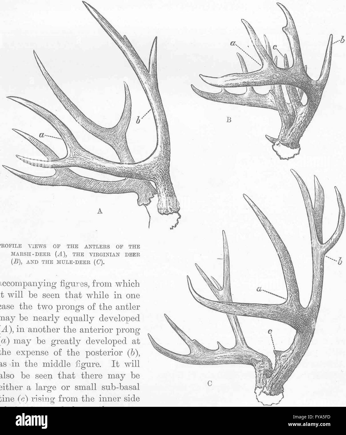 Hirsch: Profil Geweih des Sumpf-Virginian & Maultier-, antiken Drucken 1894 Stockfoto
