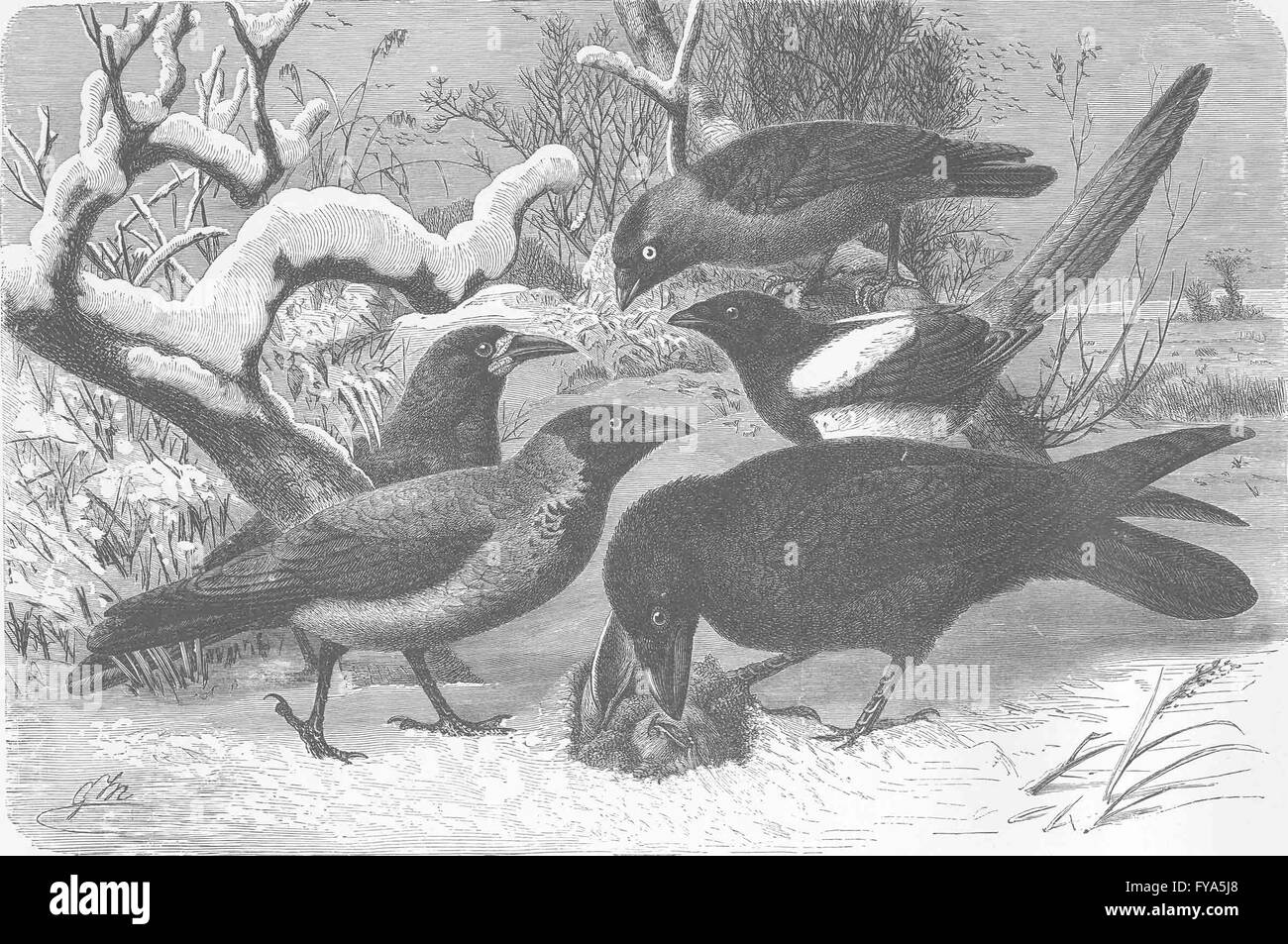 Vögel: Kräht: Dohle; Rook; Grey; Elster; Raven, antiken Drucken 1894 Stockfoto
