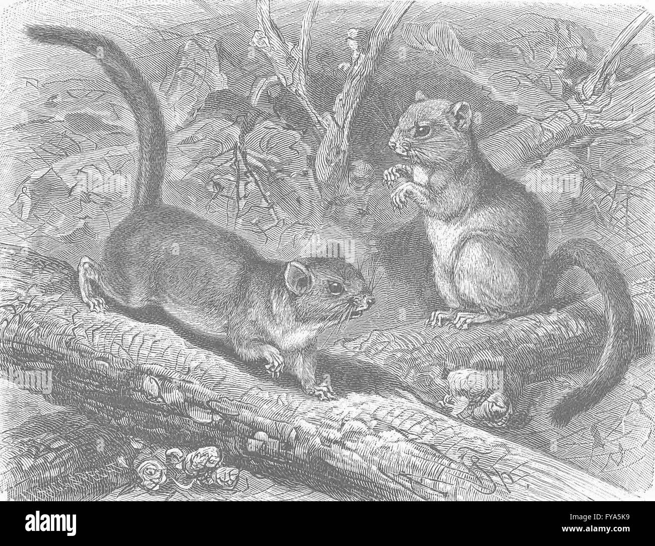 Mäuse: Die Haselmaus, antiken Drucken 1894 Stockfoto
