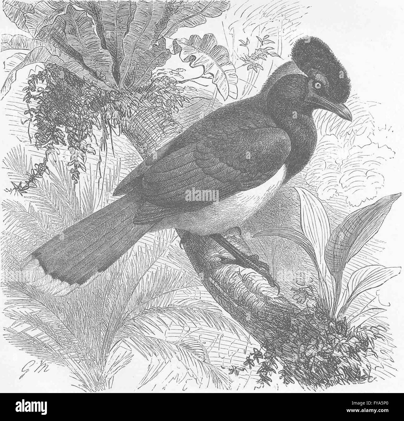 HOCKEN Vögel: Urraca Jay, antiken Drucken 1894 Stockfoto