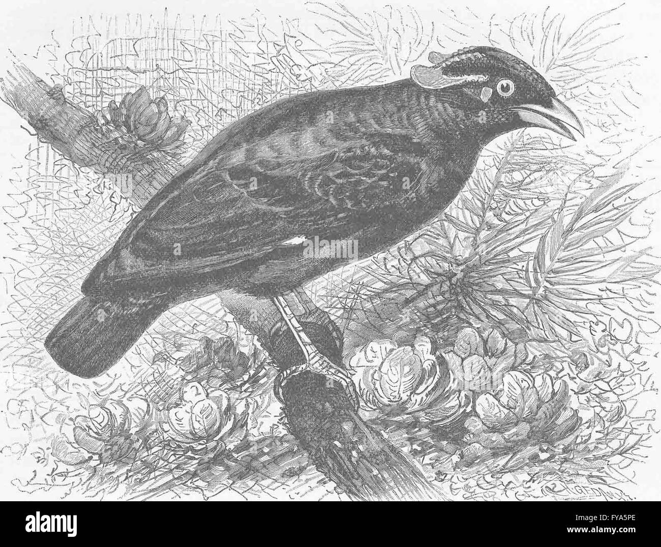 HOCKEN Vögel: Southern Grackle, antiken Drucken 1894 Stockfoto