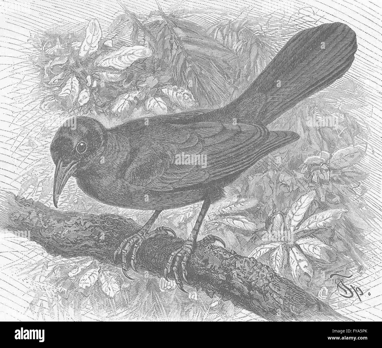 HOCKEN Vögel: Die lila Troupial, antiken Drucken 1894 Stockfoto