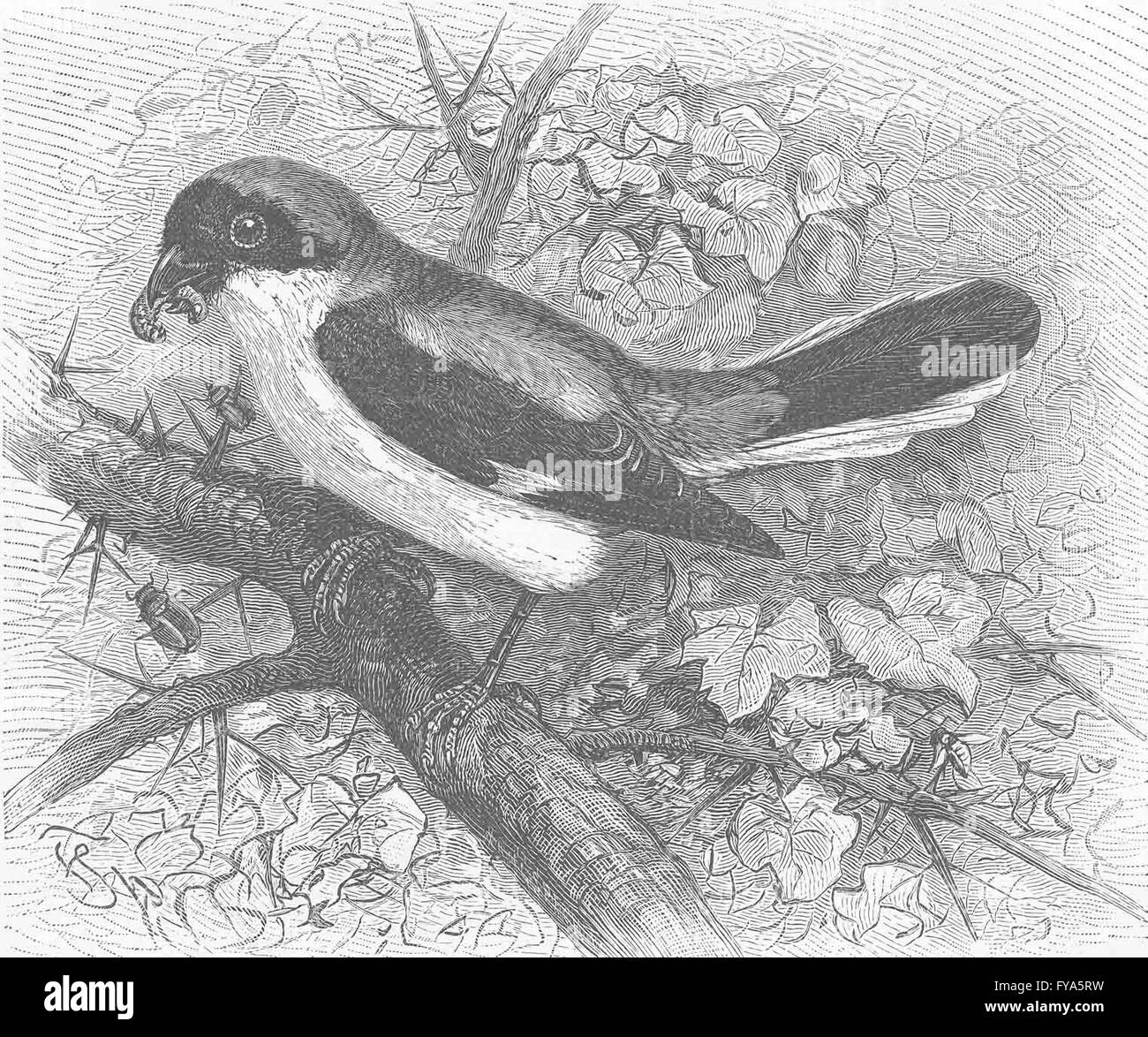 HOCKEN Vögel: Weniger graue Würger, antiken Drucken 1894 Stockfoto