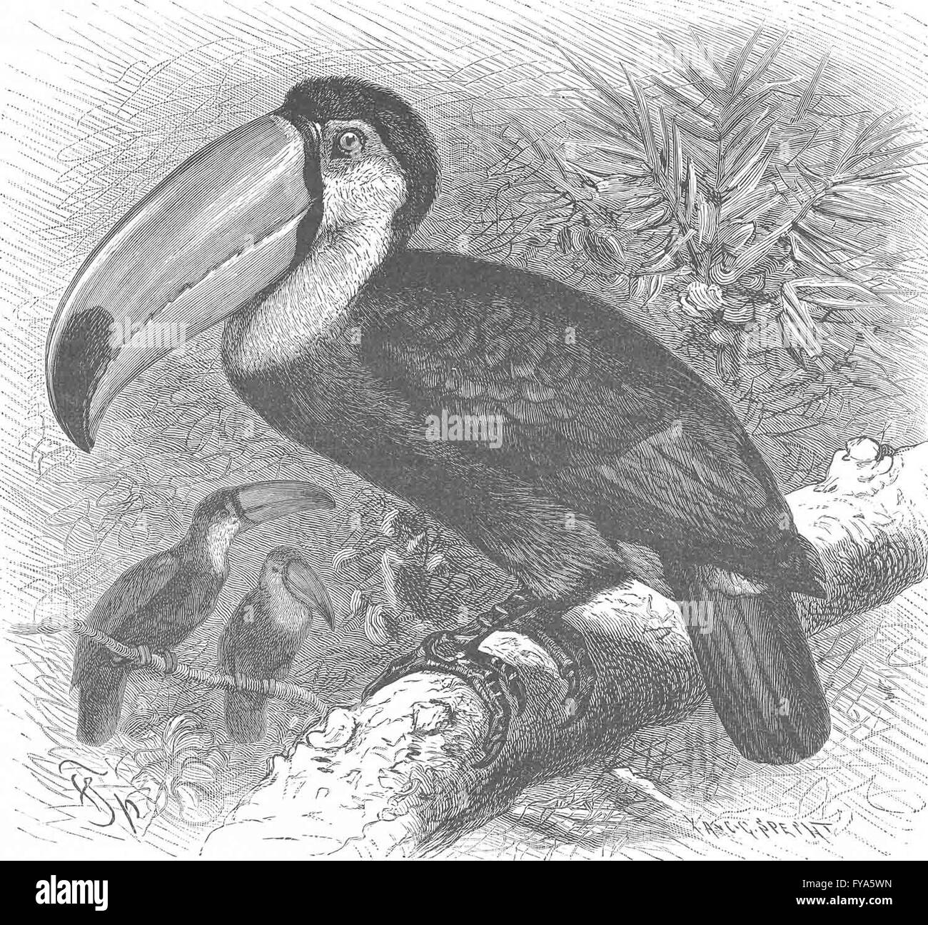PICARIAN Vögel: Riesentukan, antiken Drucken 1894 Stockfoto