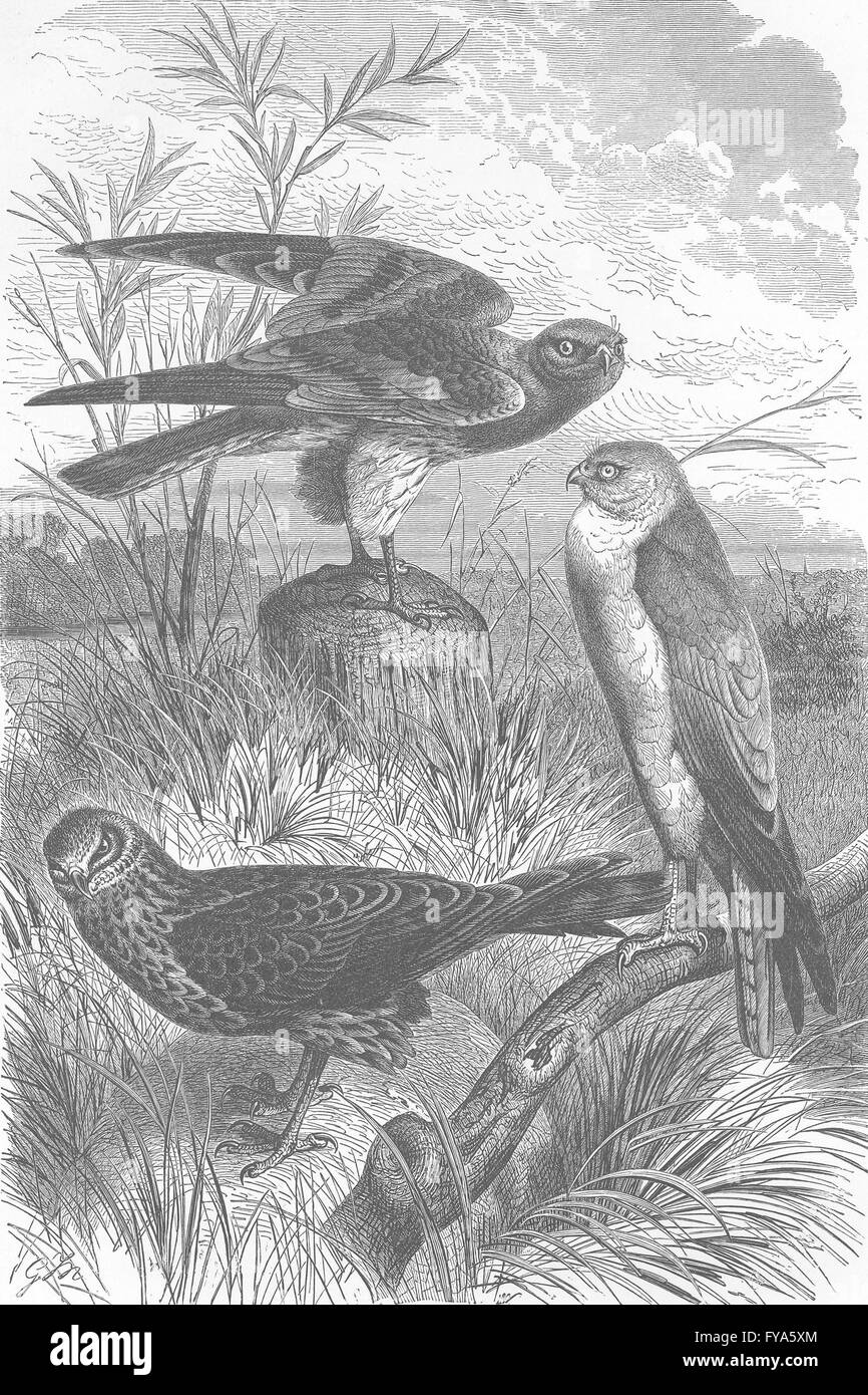 Vögel: Harriers: Henne; Montagu; Blass-chested, antike print 1895 Stockfoto