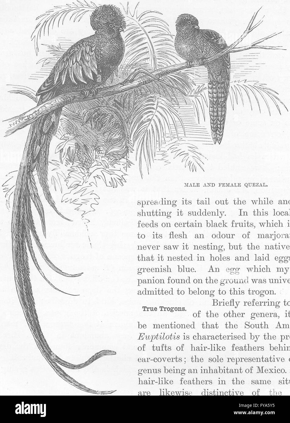 Vögel: Männliche und weibliche Quezal, antiken Druck 1895 Stockfoto