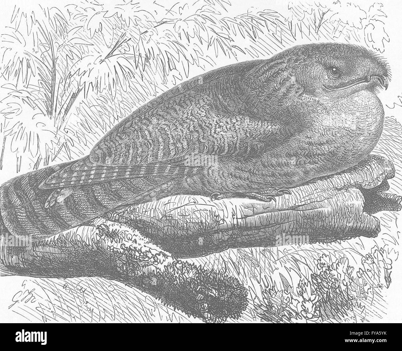 Vögel: Große Holz-Ziegenmelker, antike print 1895 Stockfoto