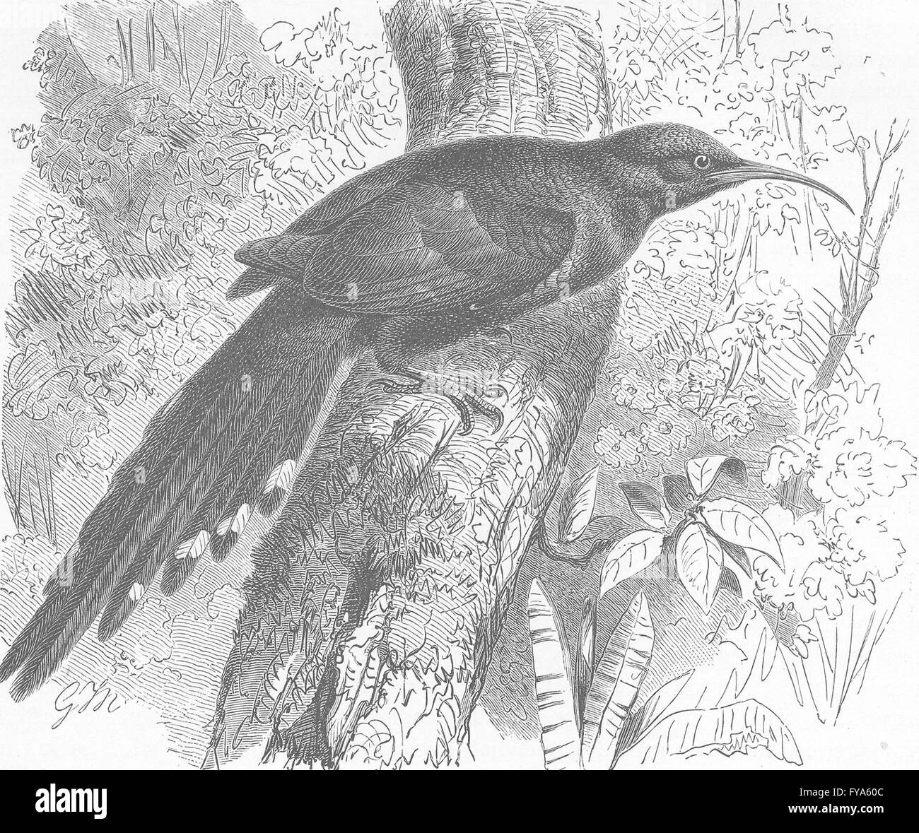 Vögel: Lila-tailed Holz-Wiedehopf, antike print 1895 Stockfoto