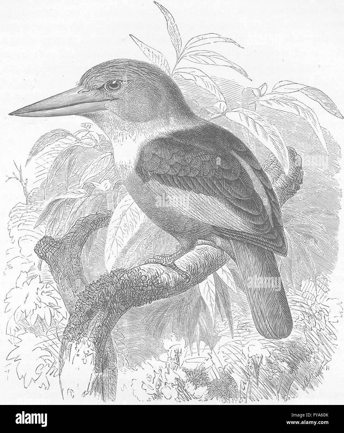 Vögel: Afrikanische weißes-breasted Kingfisher, antiken Druck 1895 Stockfoto