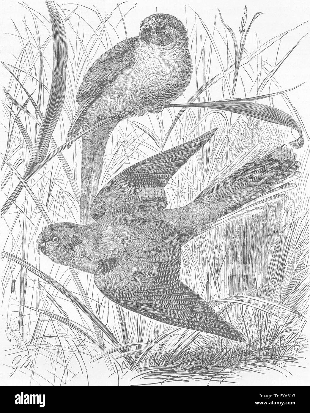 Vögel: Turquoisine Grass-Parraquet, antike print 1895 Stockfoto