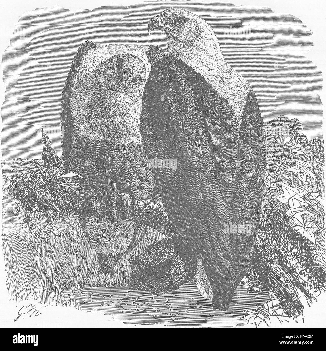 Vögel: Afrikanische Seeadler, antiken Druck 1895 Stockfoto