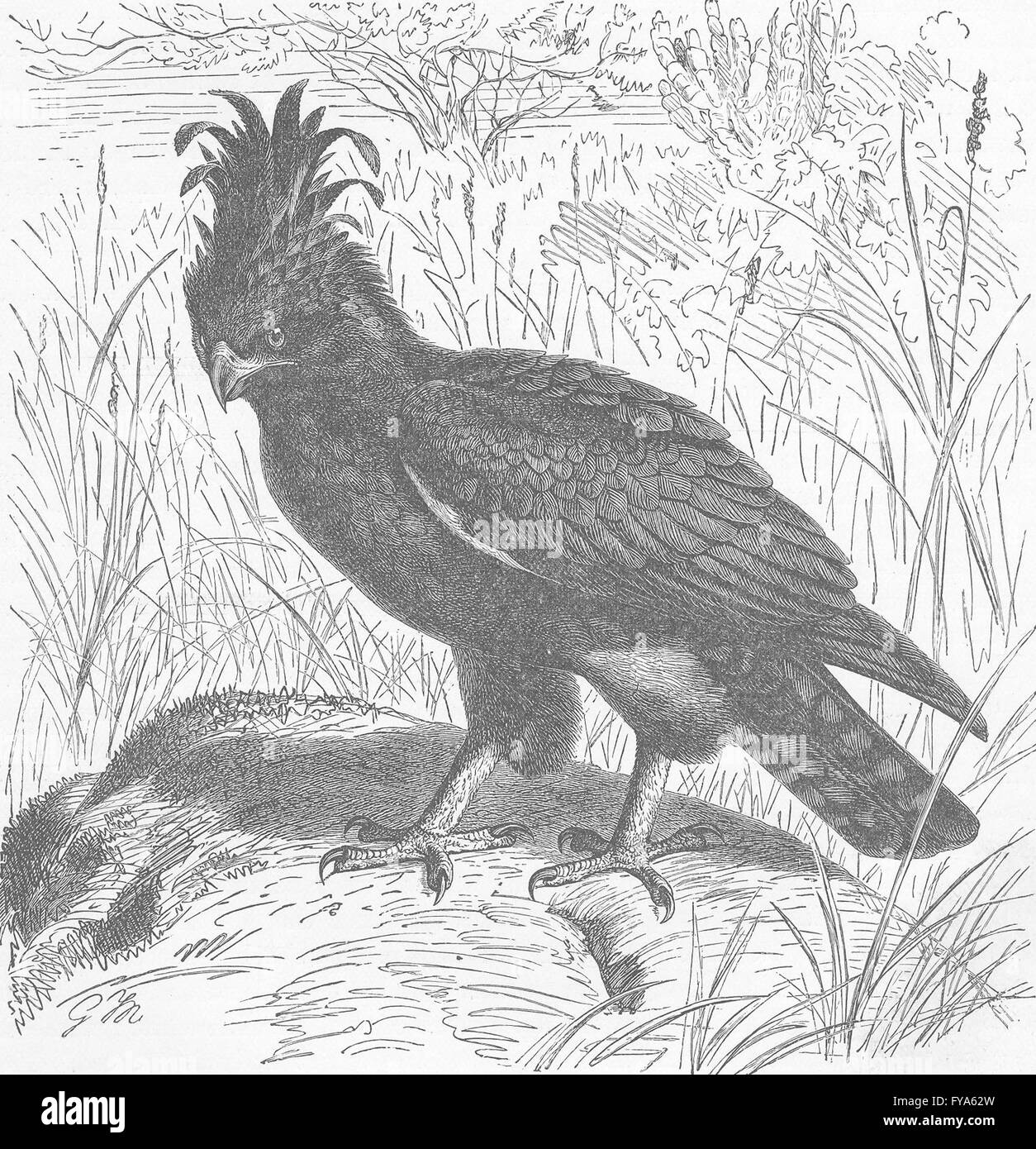 Vögel: African crested Eagle, antiken Druck 1895 Stockfoto