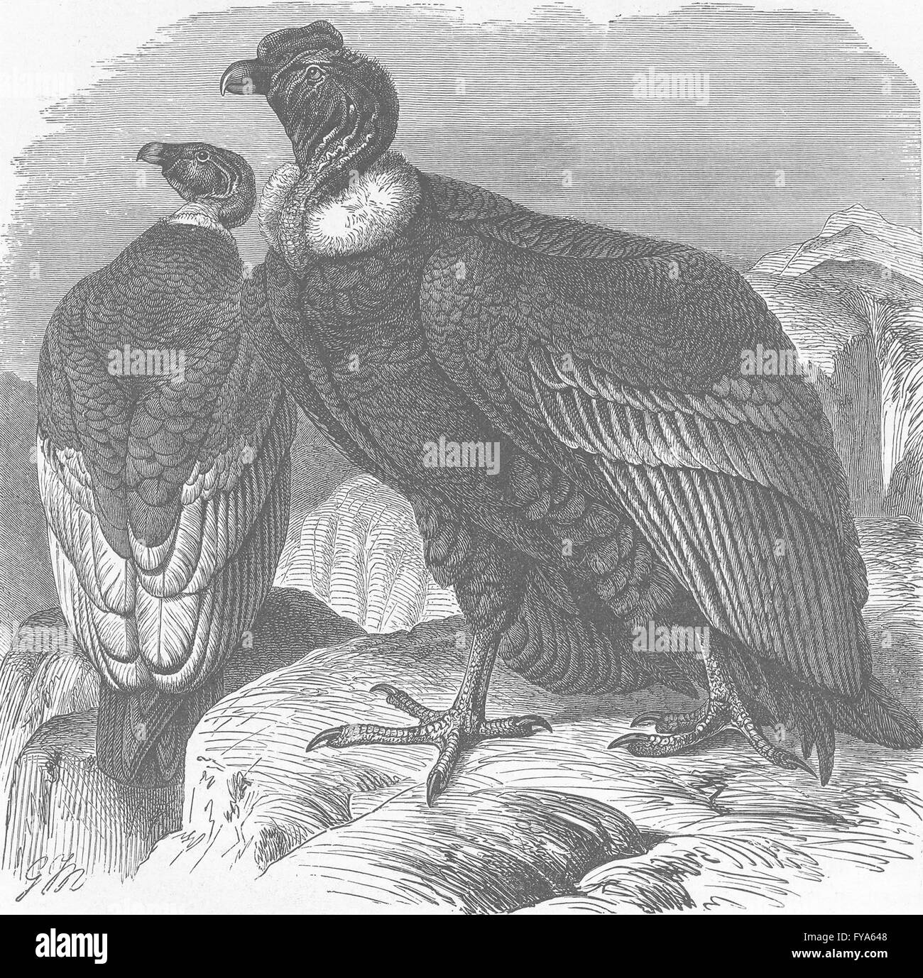 Vögel: Männliche und weibliche Kondore, antiken Drucken 1895 Stockfoto