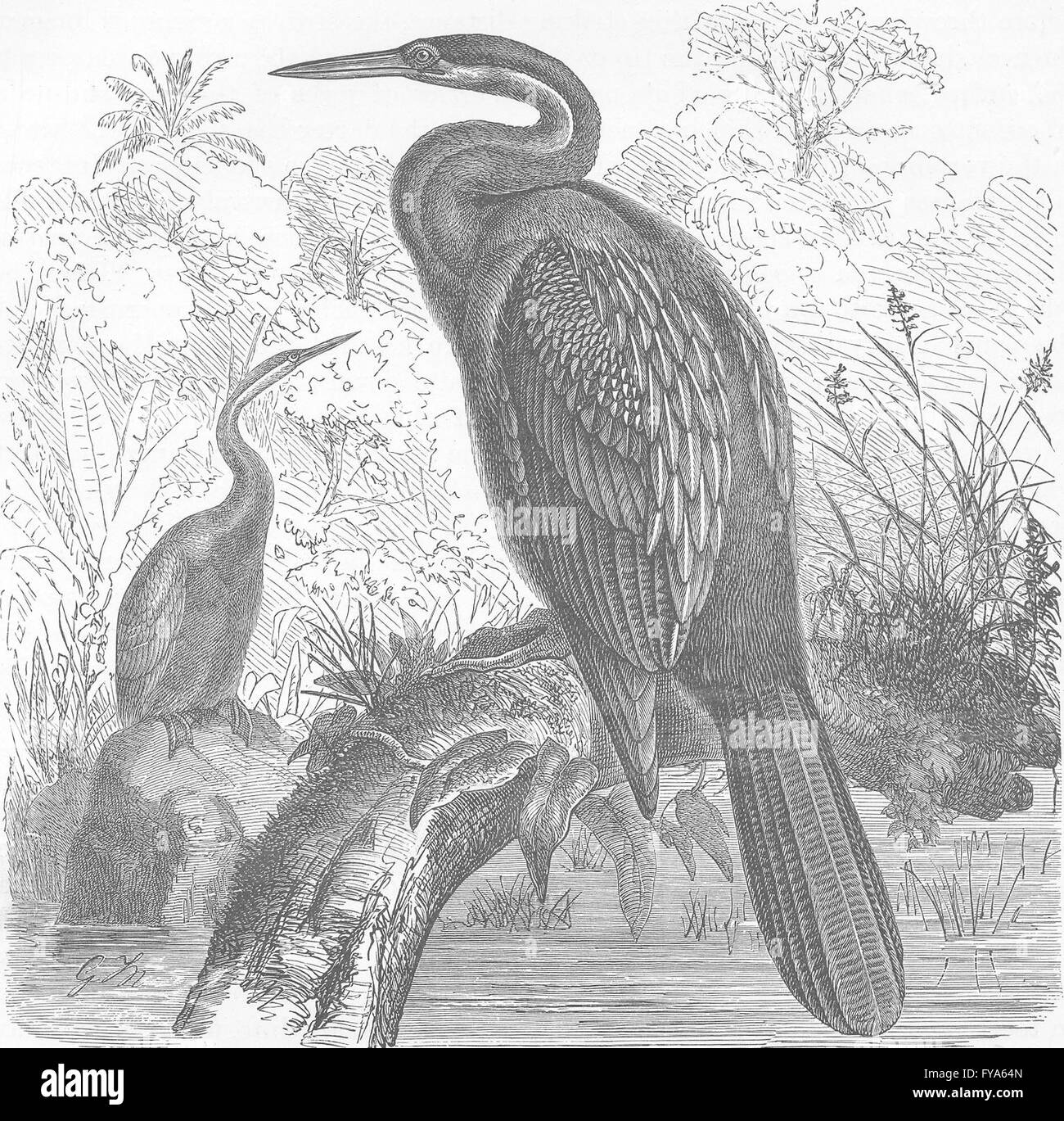 Vögel: Afrikanische Darter, antiken Druck 1895 Stockfoto