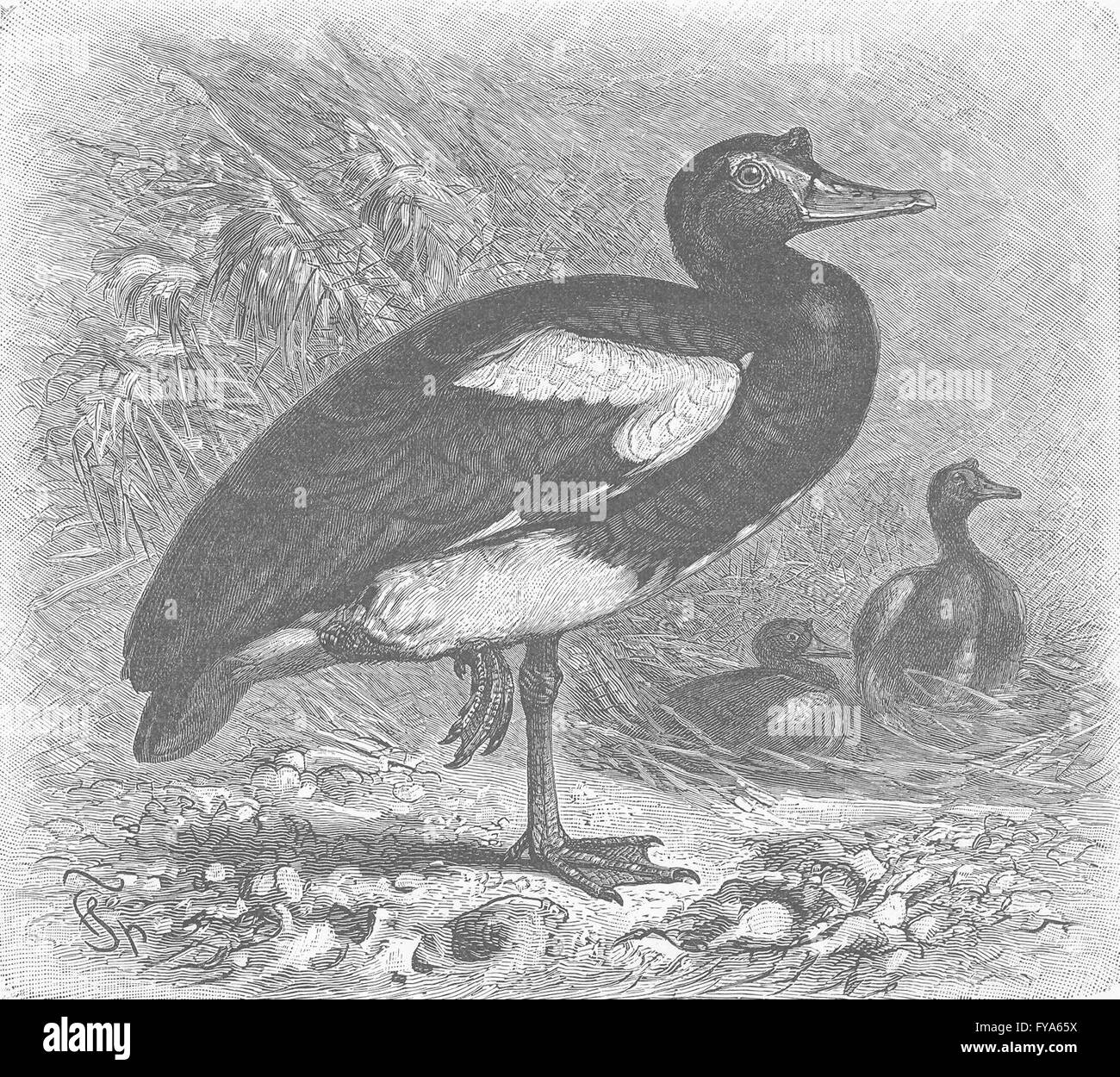 Vögel: Sporn-winged Gans, antique print 1895 Stockfoto