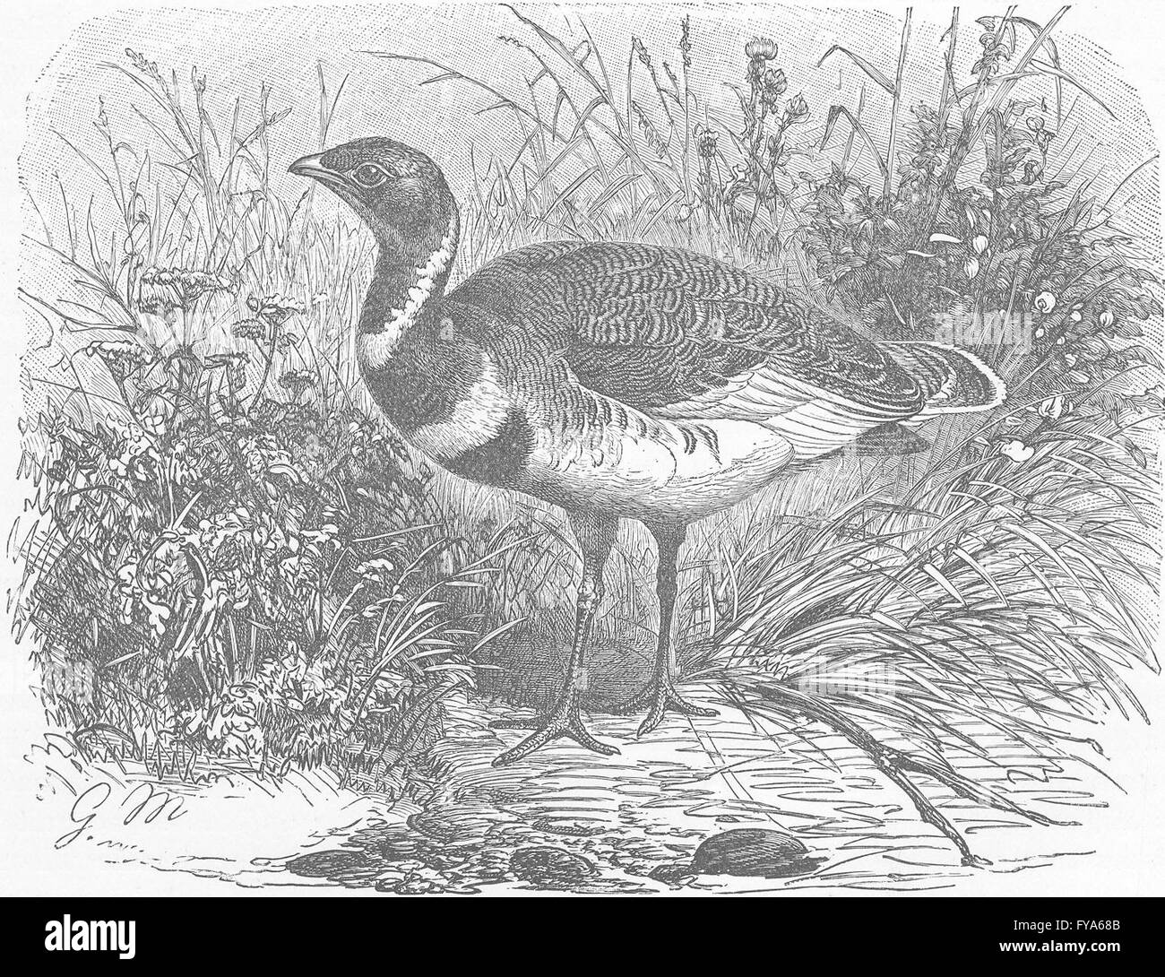 Vögel: Zwergtrappe in Zucht Gefieder, antiken Drucken 1895 Stockfoto