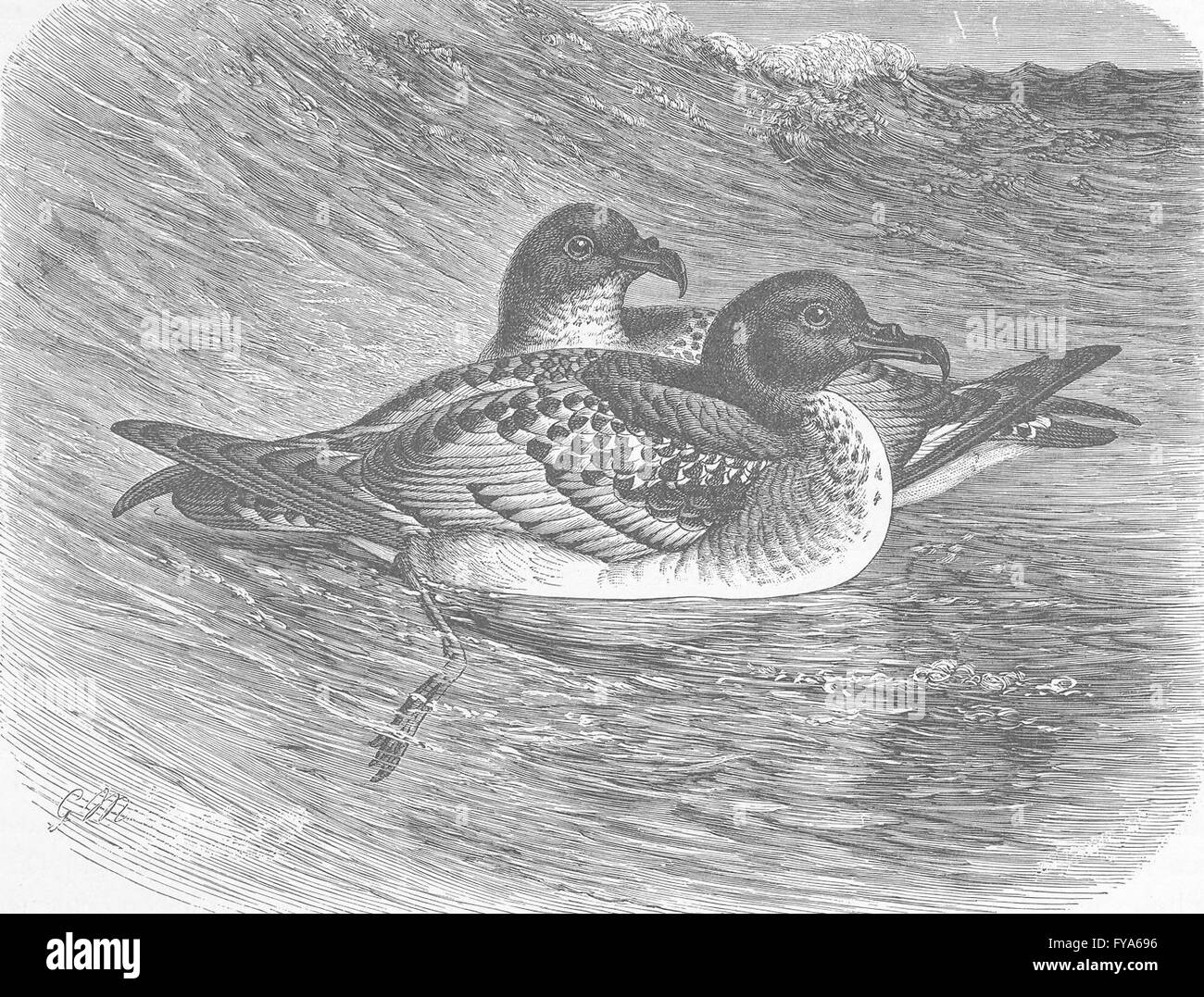 Vögel: Cape Sturmvögel schwimmen, antique print 1895 Stockfoto