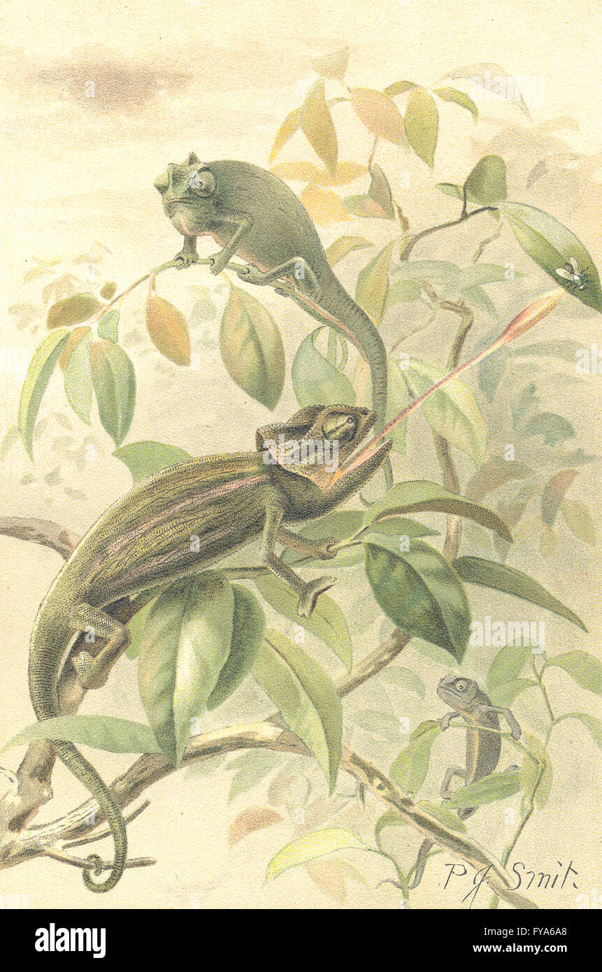 Reptilien: Chamaeleons, antique print 1896 Stockfoto
