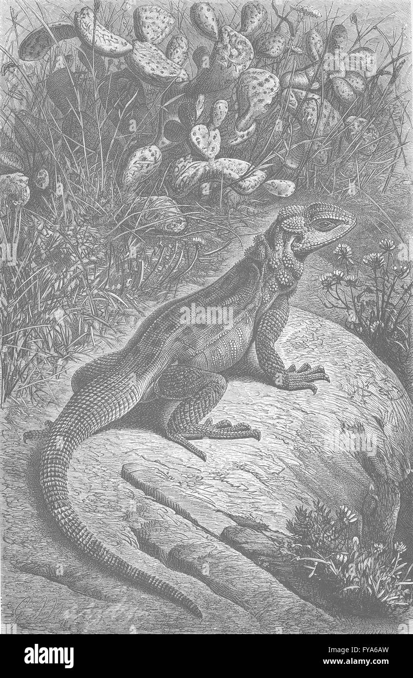 Reptilien: Rough-tailed Agama Riesenhai, antique print 1896 Stockfoto