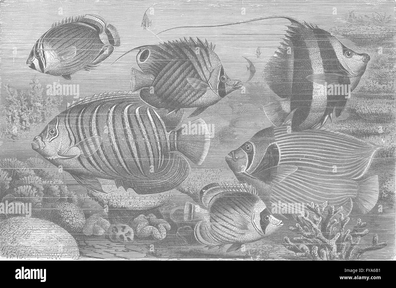Fisch: Gruppe von schuppigen finned Fisher, Antique print 1896 Stockfoto